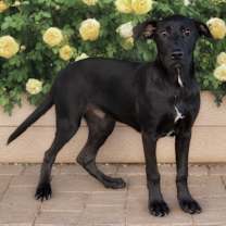 Thumbnail photo of Licorice #3