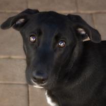 Thumbnail photo of Rio #1