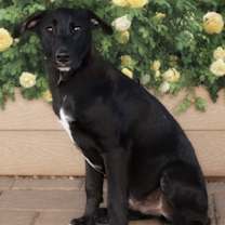 Thumbnail photo of Rio #3