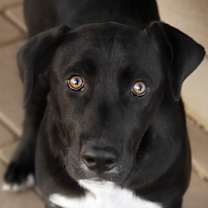 Thumbnail photo of Bruiser #2