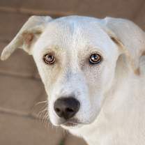 Thumbnail photo of Socrates #2