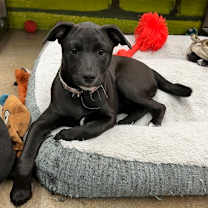 Thumbnail photo of Apple #1