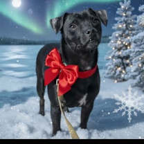 Thumbnail photo of Lucky #1