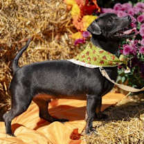 Thumbnail photo of Lucky #2