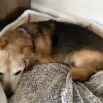 Thumbnail photo of Doxy #3