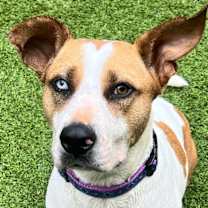 Thumbnail photo of Clover #1