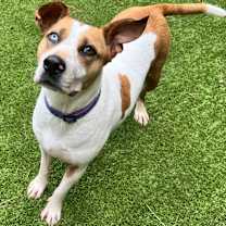 Thumbnail photo of Clover #2