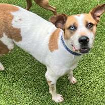 Thumbnail photo of Clover #3