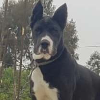 Thumbnail photo of Odin #1