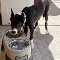 Thumbnail photo of Odin #3
