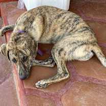 Thumbnail photo of Zsa Zsa #1