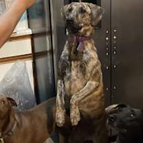 Thumbnail photo of Zsa Zsa #2