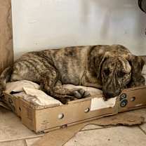 Thumbnail photo of Zsa Zsa #3