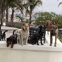 Thumbnail photo of Zsa Zsa #4