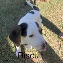 Thumbnail photo of Biscuit #1