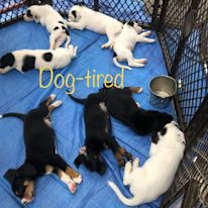 Thumbnail photo of Biscuit #3