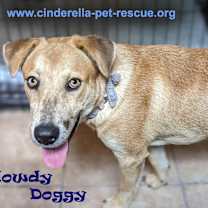 Thumbnail photo of Howdy Doggy #4