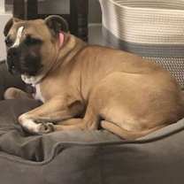 Thumbnail photo of Junebug #3