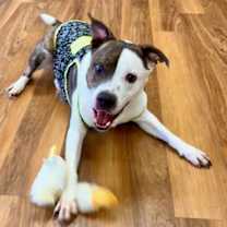 Thumbnail photo of Merrick #2