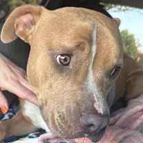 Thumbnail photo of Needs foster or adopter #1
