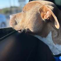 Thumbnail photo of Needs foster or adopter #2
