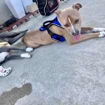 Thumbnail photo of Needs foster or adopter #3