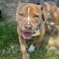 Thumbnail photo of Needs foster or adopter #4