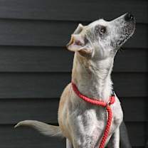 Thumbnail photo of Leah #2