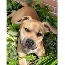 Thumbnail photo of Talulah (LuLu) #3