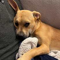 Thumbnail photo of Talulah (LuLu) #4