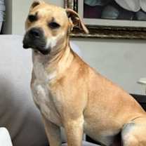 Thumbnail photo of Talulah (LuLu) #1