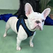 Thumbnail photo of Benoit #2