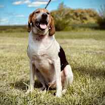 Thumbnail photo of Finnick #1
