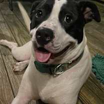 Thumbnail photo of Garrett- FOSTER NEEDED #3