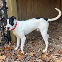 Thumbnail photo of Garrett- FOSTER NEEDED #4