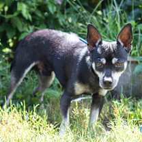 Thumbnail photo of Bear #1