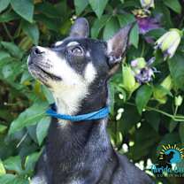 Thumbnail photo of Bear #2