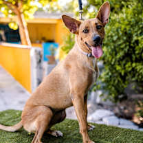 Thumbnail photo of Mango #2