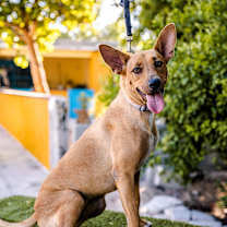 Thumbnail photo of Mango #4