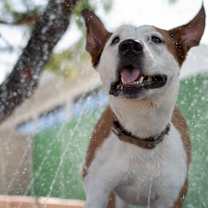 adopt-pet