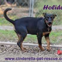 Thumbnail photo of Holidog #2