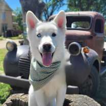 Thumbnail photo of Inari #1