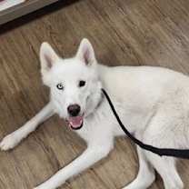 Thumbnail photo of Inari #3