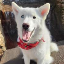 Thumbnail photo of Inari #4