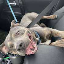 Thumbnail photo of Steele #2