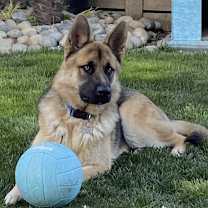 Thumbnail photo of Rocky  #2