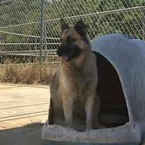 Thumbnail photo of Indy #3