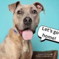 adopt a pet