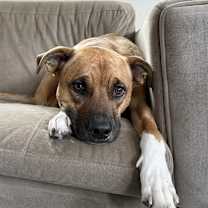 Thumbnail photo of Winston - AVAILABLE #1