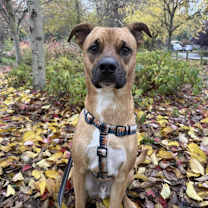 Thumbnail photo of Winston - AVAILABLE #2